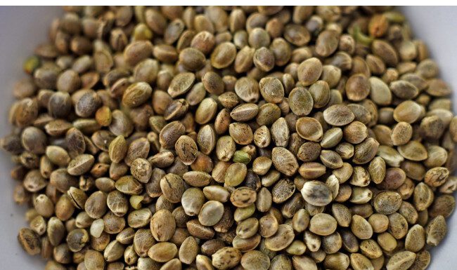 Індика чи сатива: в чому різниця та як вибрати найкраще насіння коноплі для дому та вулиці?