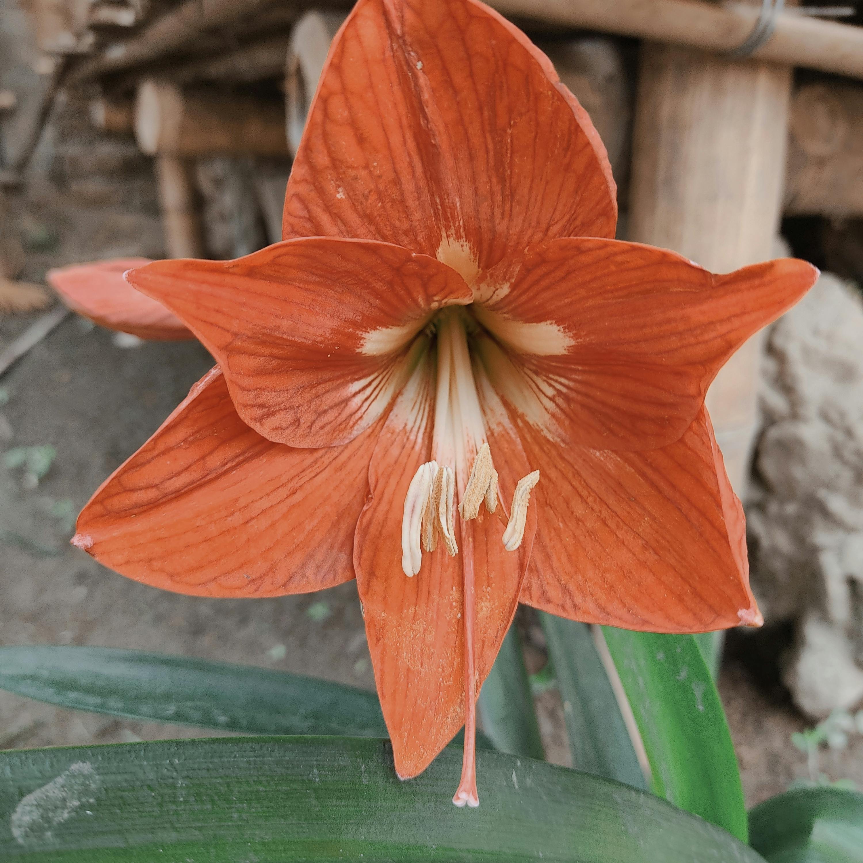 Жінка замислилась, дивлячись у вікно